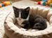 Kittens