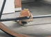 Male bearded dragon