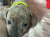 Staffy x puppies for sale