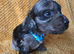 Toy cockapoo puppies merles