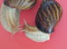 PINK LIPPED GIANT AFRICAN LAND SNAILS