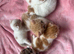 8 kittens for sale