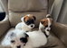 Jack Russell's