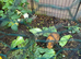 Make guinea pigs