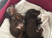 3 kc reg boy puppies