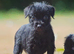 Beautiful patterdale terriers!