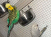 4 budgies and cage