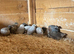 Button quail chicks & hatching eggs 50p!!
