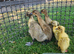 Indian runner duck FEMALES