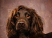 Cocker Spaniel Puppies for sale