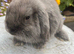 Gorgeous mini lops ready now