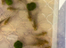 Axolotls looking for forever waters