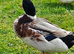 Beautiful Appleyard drake