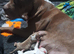1 pups left 1 boy Beautiful alpha blue bulldog puppies (born on the 25th)