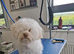 Bichon Maltese