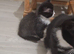 Mixed litter for urgent sale