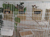 4 pairs of Bengalese and 2 Gouldians
