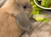 Mini lop