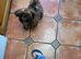 Shitzu puppy for sale