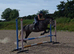 15.2hh 5 year old Connie x ID Mare.