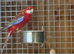 Rosella