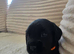 READY NOW 5 Labradoodle puppies