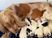 Show cocker puppies