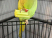 Beautiful active Indian ringneck