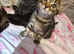 Beautiful kittens - Mum is half Bengal - Ready to leave Soon!