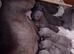 Staffordshire bull terrier
