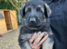 German Shepherd Dog Puppy
