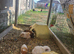 Baby male guinea pigs