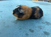 Pet guinea pig boys