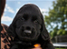 1 beautiful Cocker Spaniel boy left