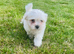 Gorgeous Maltese Toy puppies