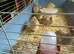 Jumbo quail