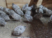 50 snow flake quails