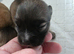 4 Cute tiny Chihauhau puppies