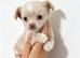 XXS Chihuahua Puppys for sale