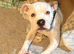 Rehome