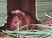 Baby Guinea pigs ipswich