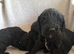 Beautiful cockapoo  Puppies 2 boys available