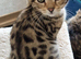 3 Persian x Kittens