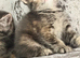BRITISH SHORTHAIR X KITTENS FOR SALE