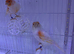 Pair of Red mosaic canary&rsquo;s