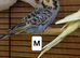 Budgies for rehome