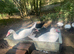 Stunning Muscovy ducklings