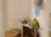 Lovely budgies