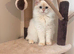 British Semi Haired Kittens