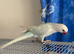 Beautiful white & blueish IRN parakeet